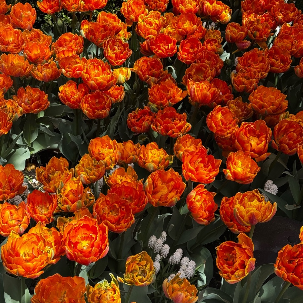 Meet your Posher, Olga